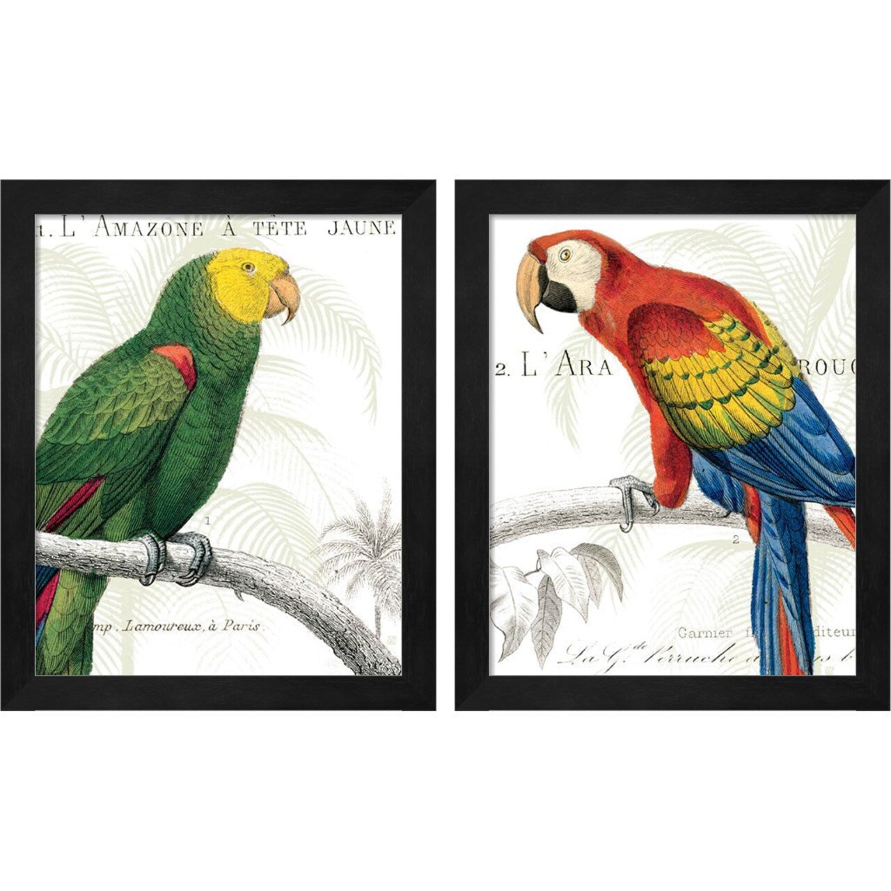 Parrot Botanique by Wild Apple Portfolio, 2 Piece Black Framed Art Set
